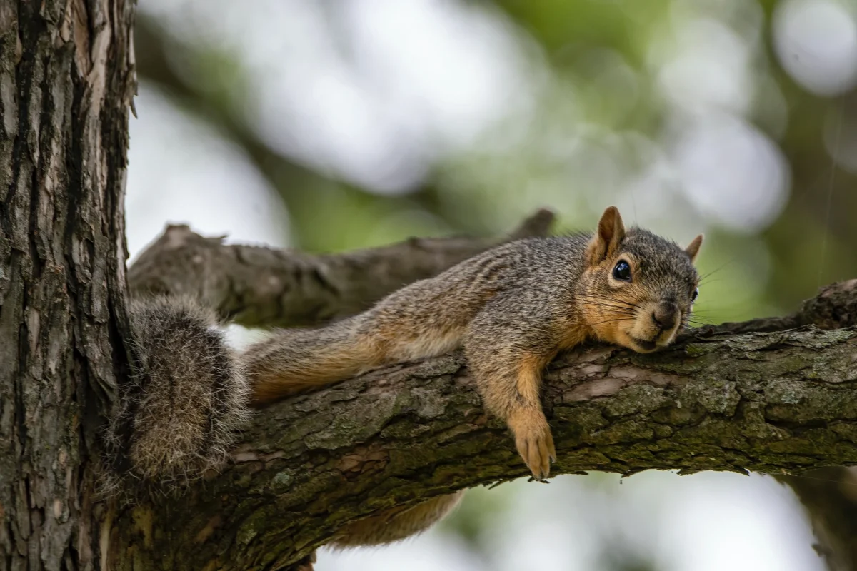 The Squirrels of the Wildwood